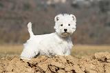 WESTIE 214